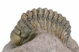 Detailed Crotalocephalina Trilobite - Atchana, Morocco #359589-1